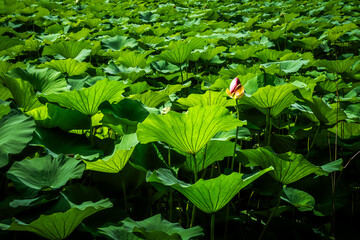 water lilies among their leaves