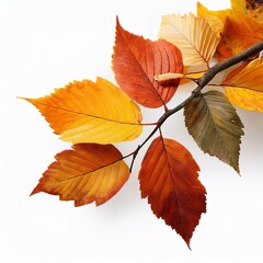 Obraz premium Autumn fall leaves on a branch isolated on transparent or white background