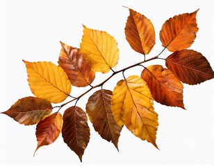 Fototapeta premium Autumn fall leaves on a branch isolated on transparent or white background