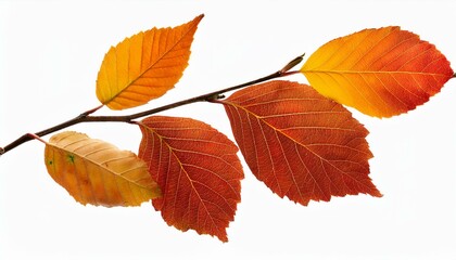 Naklejka premium Autumn fall leaves on a branch isolated on transparent or white background