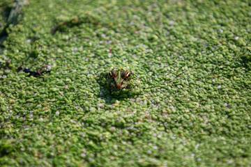 Green frog camouflaged in a green marsh