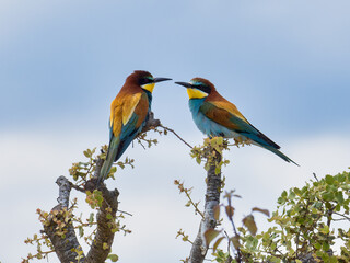 European Bee-eater, Merops apiaster, near Xativa, Spain