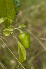fresh green chili on plant closeup, chili plants in organic farming, Chilies closeup in field, Green chili plant in a farmer's field, Ripe green chili on a plant in Chakwal, Punjab, Pakistan