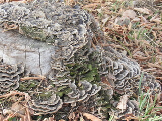 mushrooms in the forest