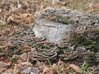 stump in the forest