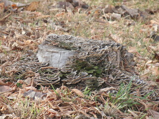 stump in the forest