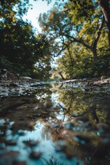 Fototapeta premium Natural scenery with wet leaves and stream after rain, reflecting surroundings on pond's surface.
