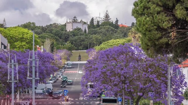 Beautiful Blue Jacaranda blooming in Lisbon street with monument in Jardim Ducla Soares timelapse. At Avenida Torre de Belem with traffic on avenue and clouds on the sky. Portugal