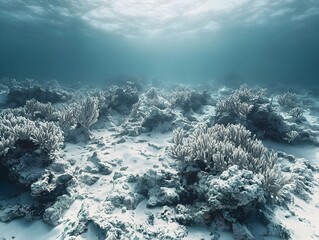 Barren Bleached Coral Reef Showcasing Impact of Global Warming on Marine Ecosystems