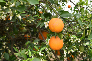 ripe oranges on tree, close-up of a beautiful orange tree with orange, fruit hanging on a tree, Close-up of ripe oranges hanging on a tree in an orange plantation garden, Chakwal, Punjab, Pakistan