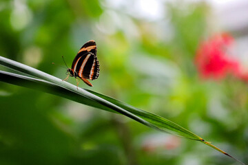 Banded orange butterfly on leaf