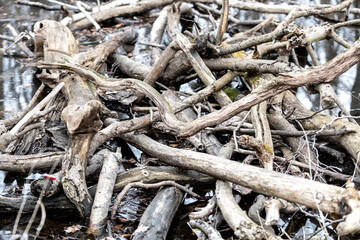 Pile of tangled tree branches in water