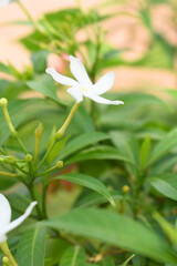 Obraz premium Jasminum sambac (Arabian jasmine or Sambac jasmine) is a species of jasmine native to tropical Asia, white flowers star shape on dark green background, closeup, small white flower, flowers blooming