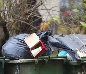 Sitting on a dumpster, a crow looks for food in the garbage