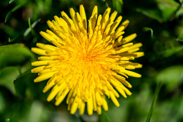 Close-Up of a Bright Yellow Dandelion Surrounded by Green Leaves