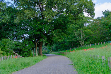 Fototapeta premium Peaceful Pathway with Blooming Red Cluster Amaryllis Alongside