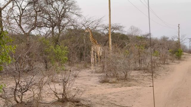 Giraffenkuh mit Jungtier Giraffenkalb im Busch vom Kr&uuml;ger National Park - Kruger Nationalpark S&uuml;dafrika