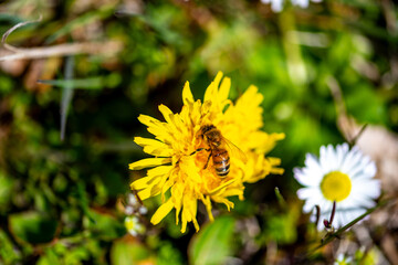 Bee Gathering Nectar from a Bright Yellow Dandelion Flower