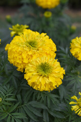 Yellow marigold flower blossom in garden, Yellow Mari Gold flowers for decorate garden, Close up of beautiful Yellow marigold flower. Nature, Marigold flowers bloom in the morning, Marigold