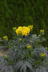 Obraz premium Yellow marigold flower blossom in garden, Yellow Mari Gold flowers for decorate garden, Close up of beautiful Yellow marigold flower. Nature, Marigold flowers bloom in the morning, Marigold