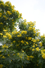 Yellow trumpetbush (Tecoma stans) Called Yellow bell or Yellow Elder Flower, trumpet flower, Beautiful bunch of yellow flowers closeup with green leaves Background, tecoma stans