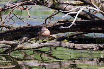 Young Carolina duck (Aix sponsa), also known as the North American wood duck. Scene from Wisconsin conservation area.