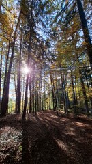 Obraz premium Calm and quiet forrest with backlight trees