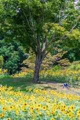 Majestic Tree Overlooking a Vibrant Sunflower Field