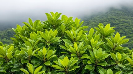 Obraz premium Lush Green Foliage Bush with Misty Mountain Background