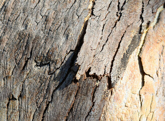 Eucalyptus tree bark texture, Bark of eucalyptus tree, seamless texture, a eucalyptus tree bark texture background image