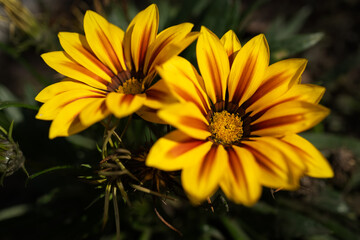 Flowers of Gazania rigens Big Kiss Yellow Flame in mid October