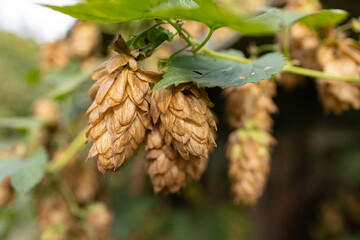 ocher-colored hop flowers on a blurred background