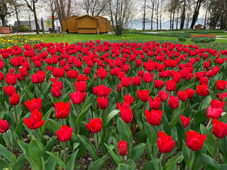 Field of red tulips , Flower garden in switzerland.