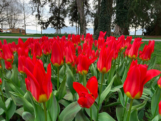 Field of red tulips , Flower garden in switzerland.