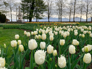 Field of white tulips, Flower garden in switzerland.