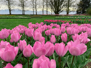 Field of pink tulips , Flower garden in switzerland.