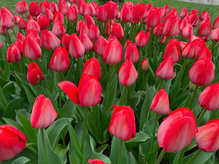 Field of red tulips , Flower garden in switzerland.