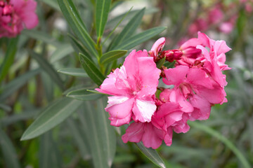 Nerium oleander in bloom, Pink siplicity bunch of flowers and green leaves on branches, Nerium...