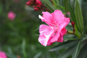 Nerium oleander in bloom, Pink siplicity bunch of flowers and green leaves on branches, Nerium Oleander shrub Pink flowers, ornamental shrub branches in daylight, bunch of flowers closeup