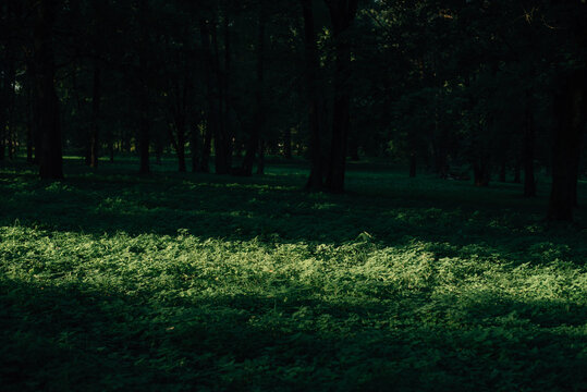 beautiful old green park in summer