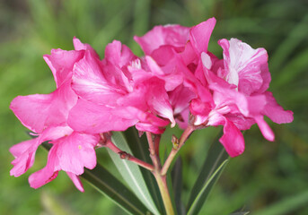 Nerium oleander in bloom, Pink siplicity bunch of flowers and green leaves on branches, Nerium...