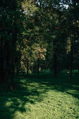 Naklejka premium beautiful old green park in summer