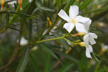 Obraz premium Nerium oleander in bloom, White siplicity bunch of flowers and green leaves on branches, Nerium Oleander shrub white flowers, ornamental shrub branches in daylight, bunch of flowers closeup