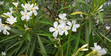 Nerium oleander in bloom, White siplicity bunch of flowers and green leaves on branches, Nerium...