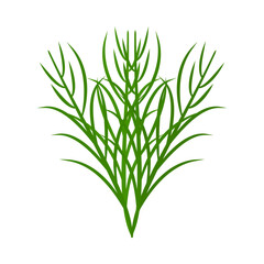 A bunch of tarragon. Part of my color flat set of the 15 best herbs for cooking. Greens on a white. Herbs for meat, fish, drinks and cocktails. For app, design, web, interface, ad. Vector EPS 10.