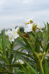 Nerium oleander in bloom, White siplicity bunch of flowers and green leaves on branches, Nerium...