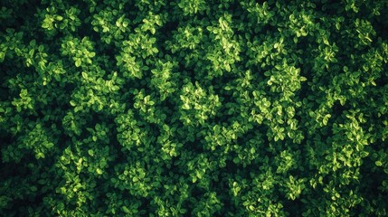 A lush green foliage background with a vibrant texture.