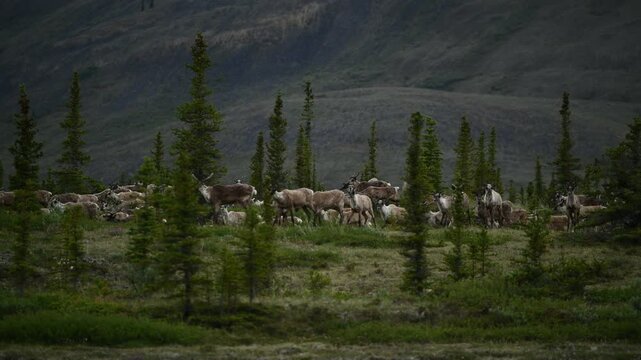 Porcupine caribou (Rangifer tarandus arcticus) herd migrating through Ivvavik National Park; Yukon, Canada