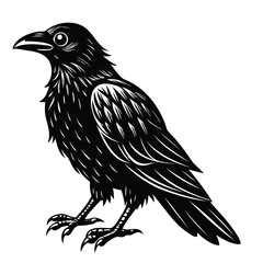Detailed Black and White Raven Illustration