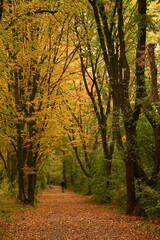 autumn in the park landscape